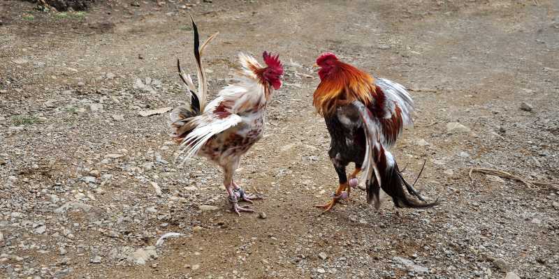 Big Winning Chicken Fighting: Training and Preparation Secrets for High Performance